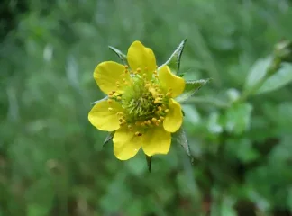 Fleur de la benoîte