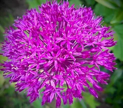 L'allium 2
