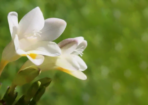 Fleur de freesia