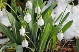 Floraison des perces-neige