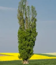 Culture d'un peuplier en isolé