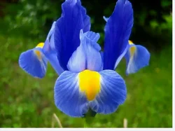 La fleur de l'iris