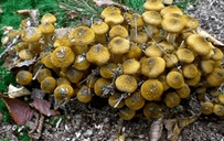 L'armillaire, maladie cryptogamique.