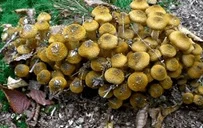 L'armillaire, maladie cryptogamique.
