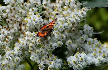 L'Edelweiss en fleurs