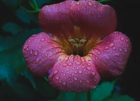 La fleur de la bignone
