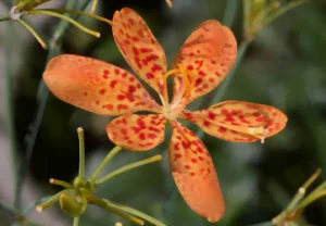 Fleur du belamcanda chinensis