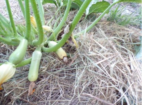 Les courgettes