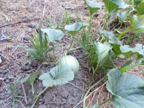Un pied de melon
