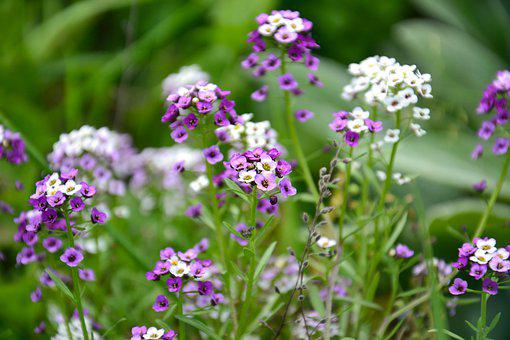 La floraison de l'alysse