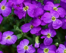 L'aubriète en fleurs