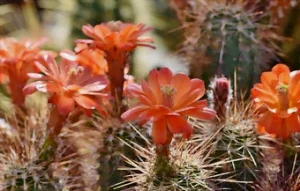 Le cactus Le cactus 2