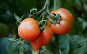 Tomates en grappe sur pied