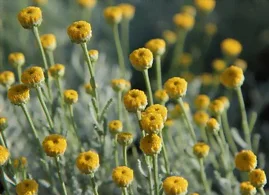 La floraison de la santoline