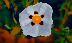 Fleur de ciste