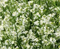Le crambe cordifolia Le crambe cordifolia en fleurs