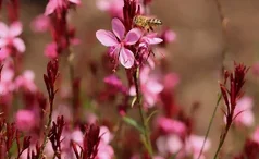 Le gaura en fleurs