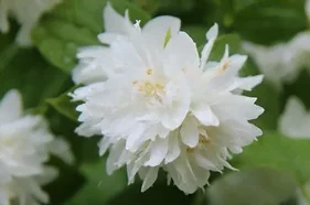 Le seringat embellira votre jardin grâce à sa belle floraison