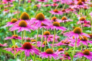 Floraison de l'échinacée