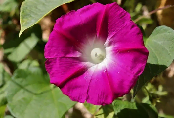 Fleur d'ipomée