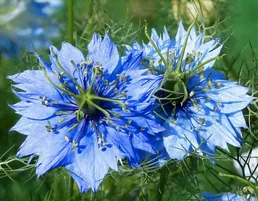 La nigelle en fleurs