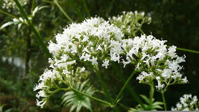 La valériane officinalis
