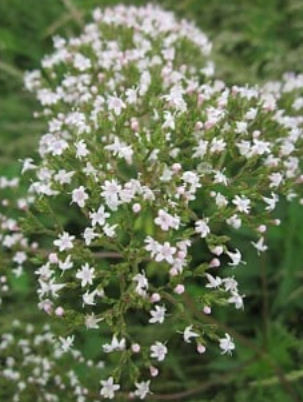 Cultivez de la valériane officinale.