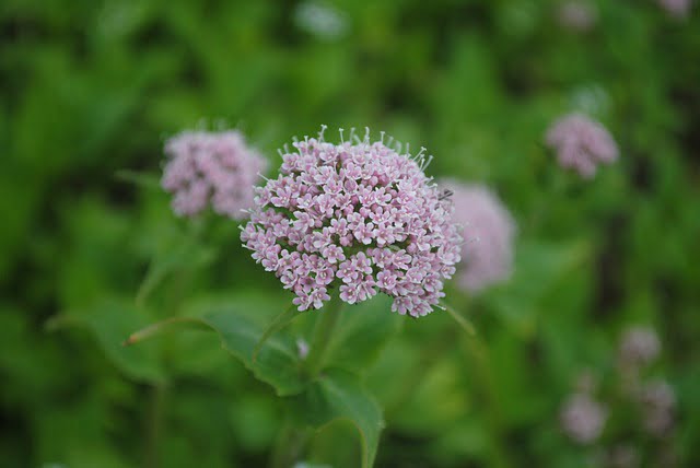 La valériane officinalis