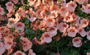 Le diascia en fleurs