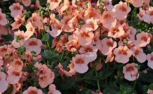 Le diascia en fleurs