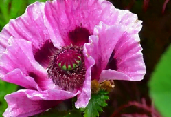 Fleur de pavot
