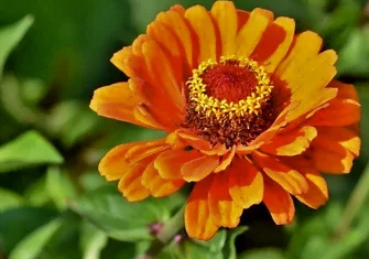 Fleur de zinnia