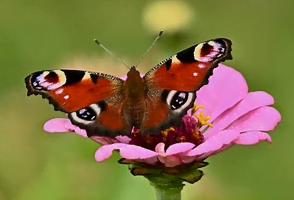 Le zinnia attire les papillons