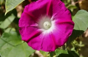 L’ipomée