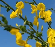 Floraison du genêt