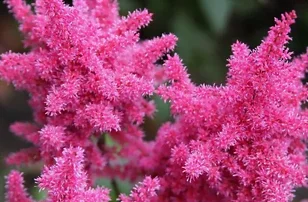 La chélone en fleurs