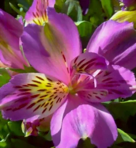 Fleur de l'alstroémère