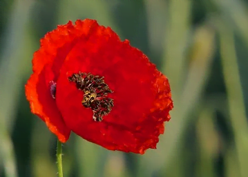 Fleur du coquelicot