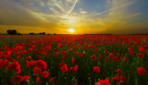 La culture du coquelicot