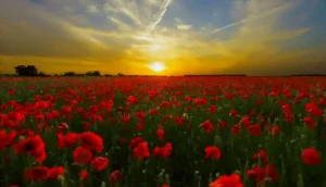La culture du coquelicot
