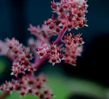 Le rodgersia