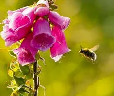 La digitale en fleurs