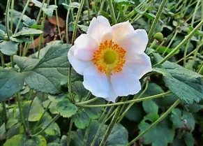 Fleur de l'anémone du Japon