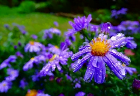 Le Le brachycome en fleurs