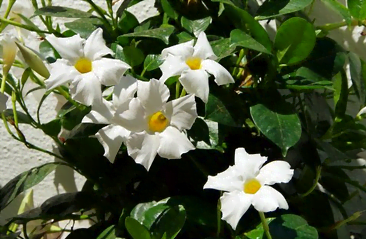 La floraison du dipladénia