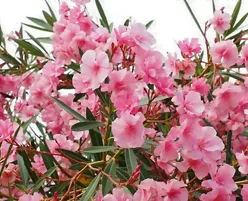 Laurier-rose en fleurs