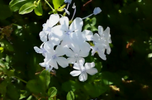 La floraison du plumbago 