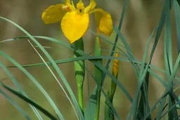 La fleur de l'iris des marais