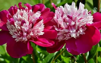 La pivoine en fleurs