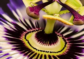 Floraison de la passiflore 